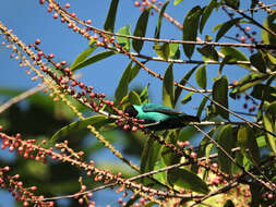 Image of Sarcopera sessiliflora (Triana & Planch.) H. G. Bedell