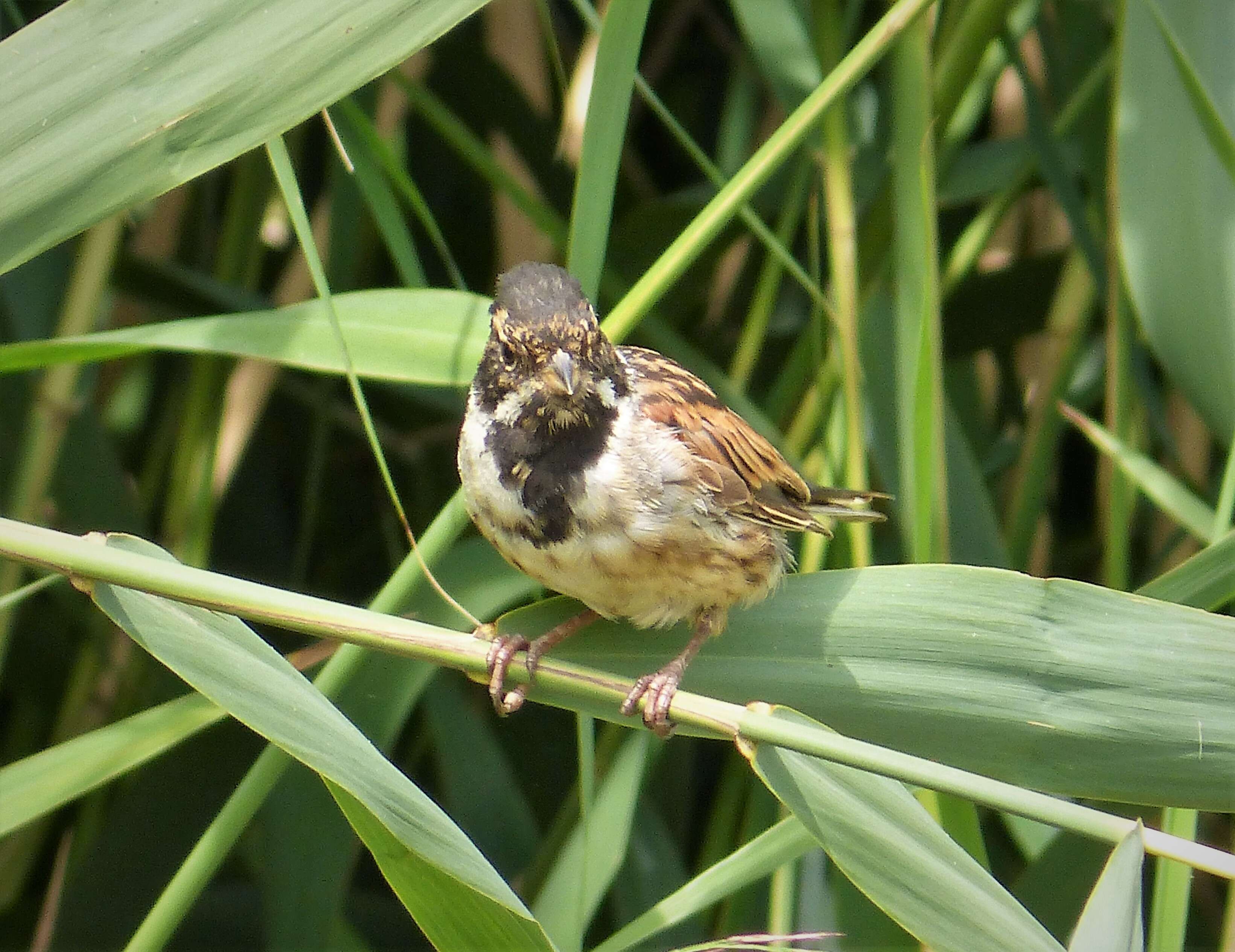 Image of Common Reed Bunting