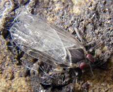 Image of Hyalesthes