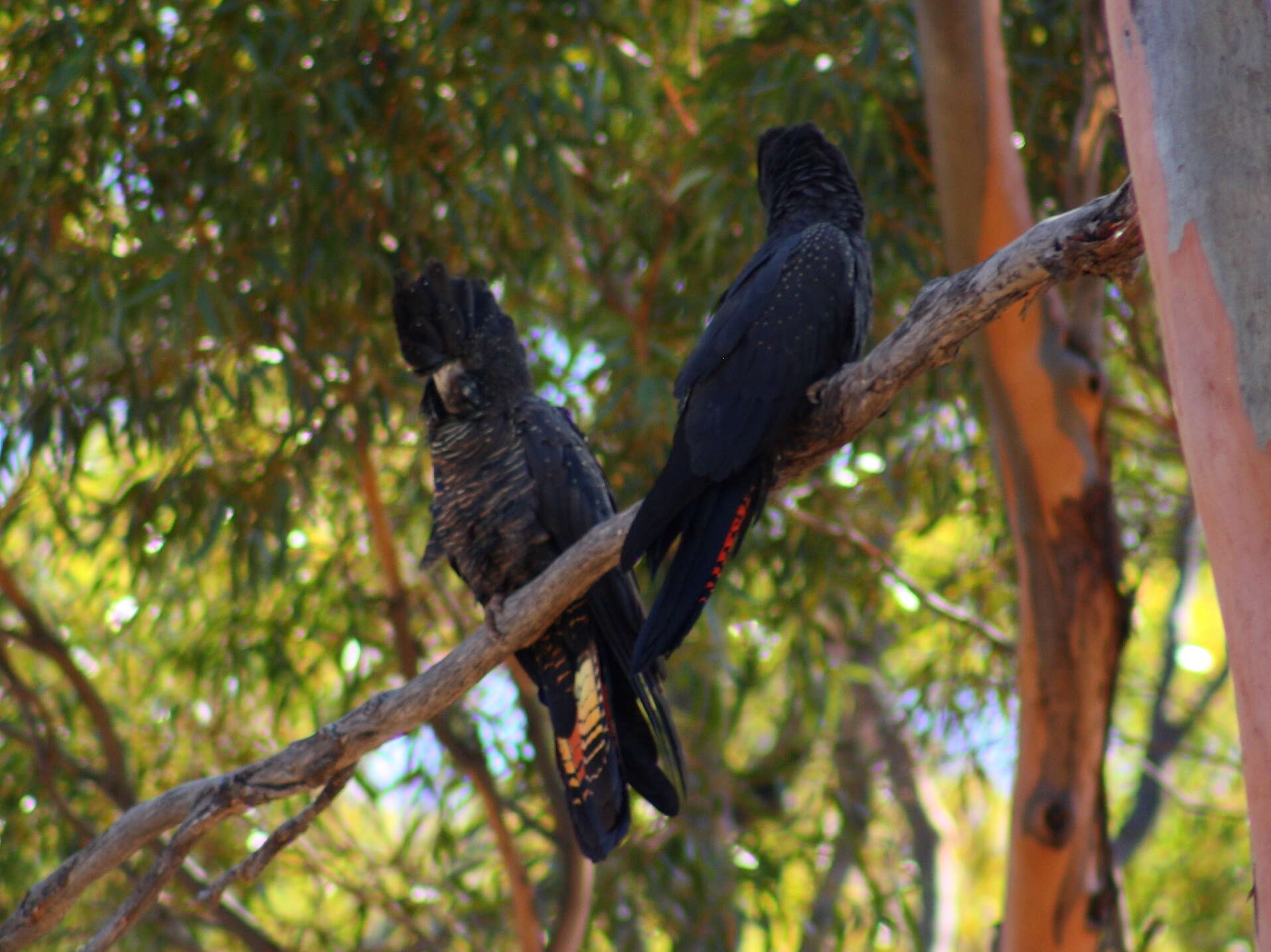 Image of Calyptorhynchus Desmarest 1826