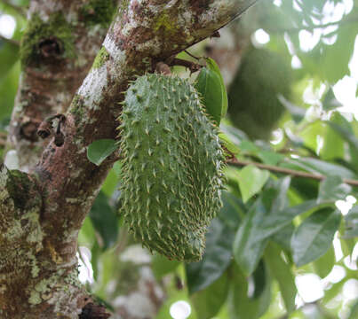 Image of soursop