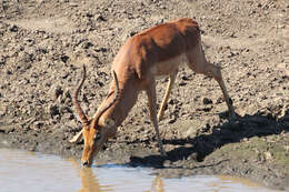 Image of Reedbuck