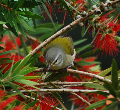 Image of Oreothlypis peregrina