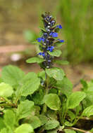 Image of Bugleweed