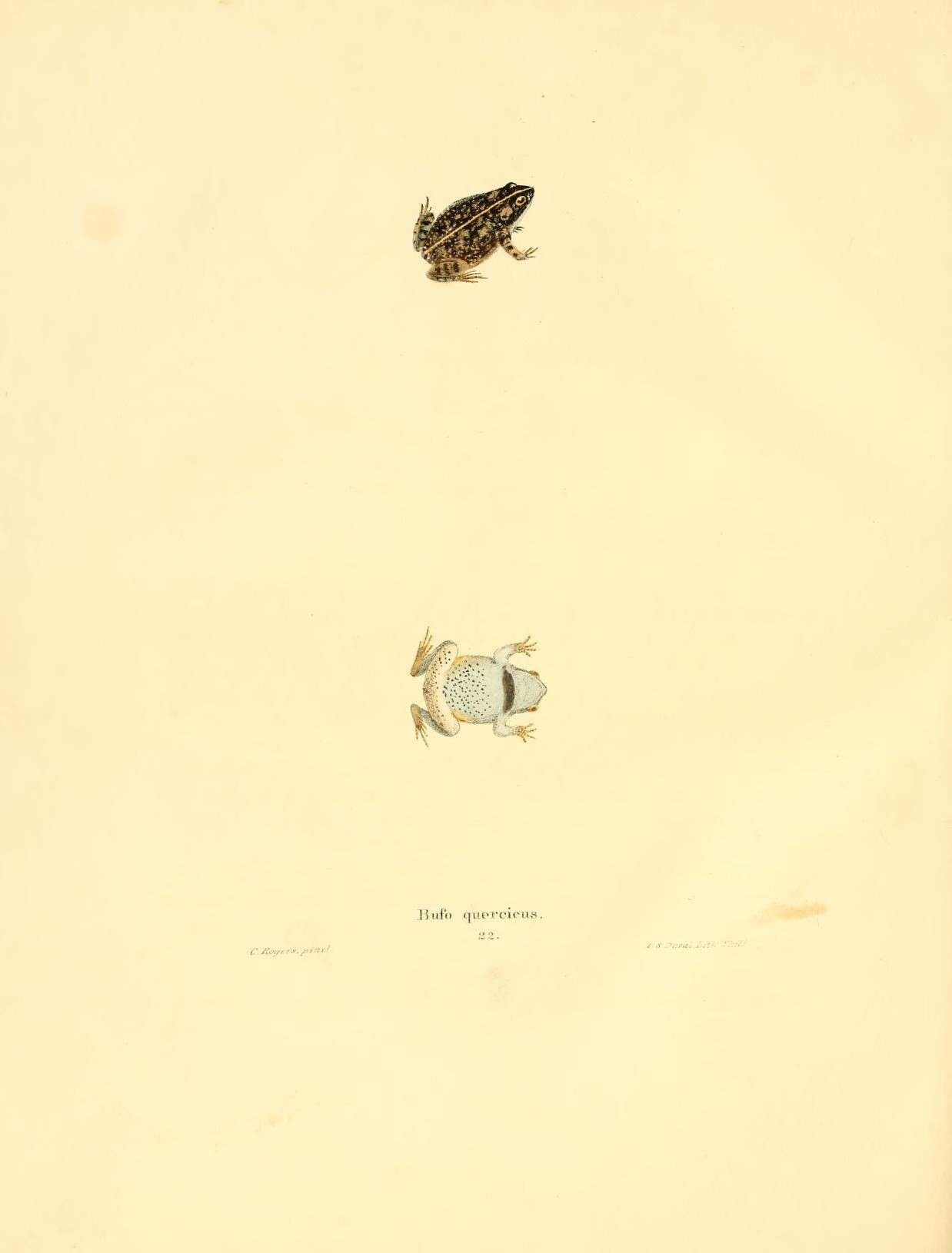 Image of Anaxyrus Tschudi 1845