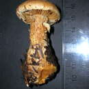 Image of Cortinarius finitimus (Weinm.) P. Karst. 1879