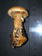 Image of Cortinarius finitimus (Weinm.) P. Karst. 1879