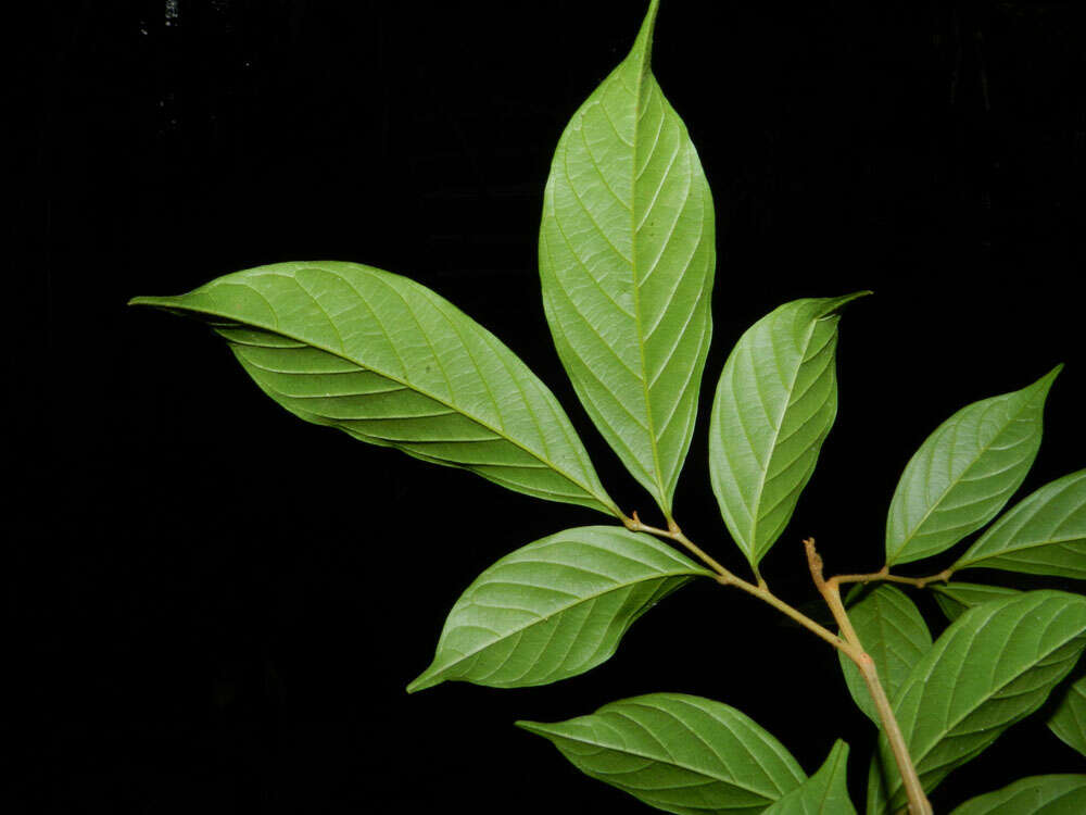 Image de Matayba ingifolia Standl.