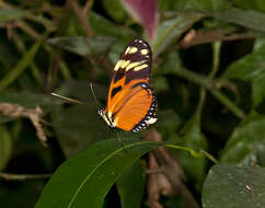 Image of Heliconius ismenius Latreille 1817