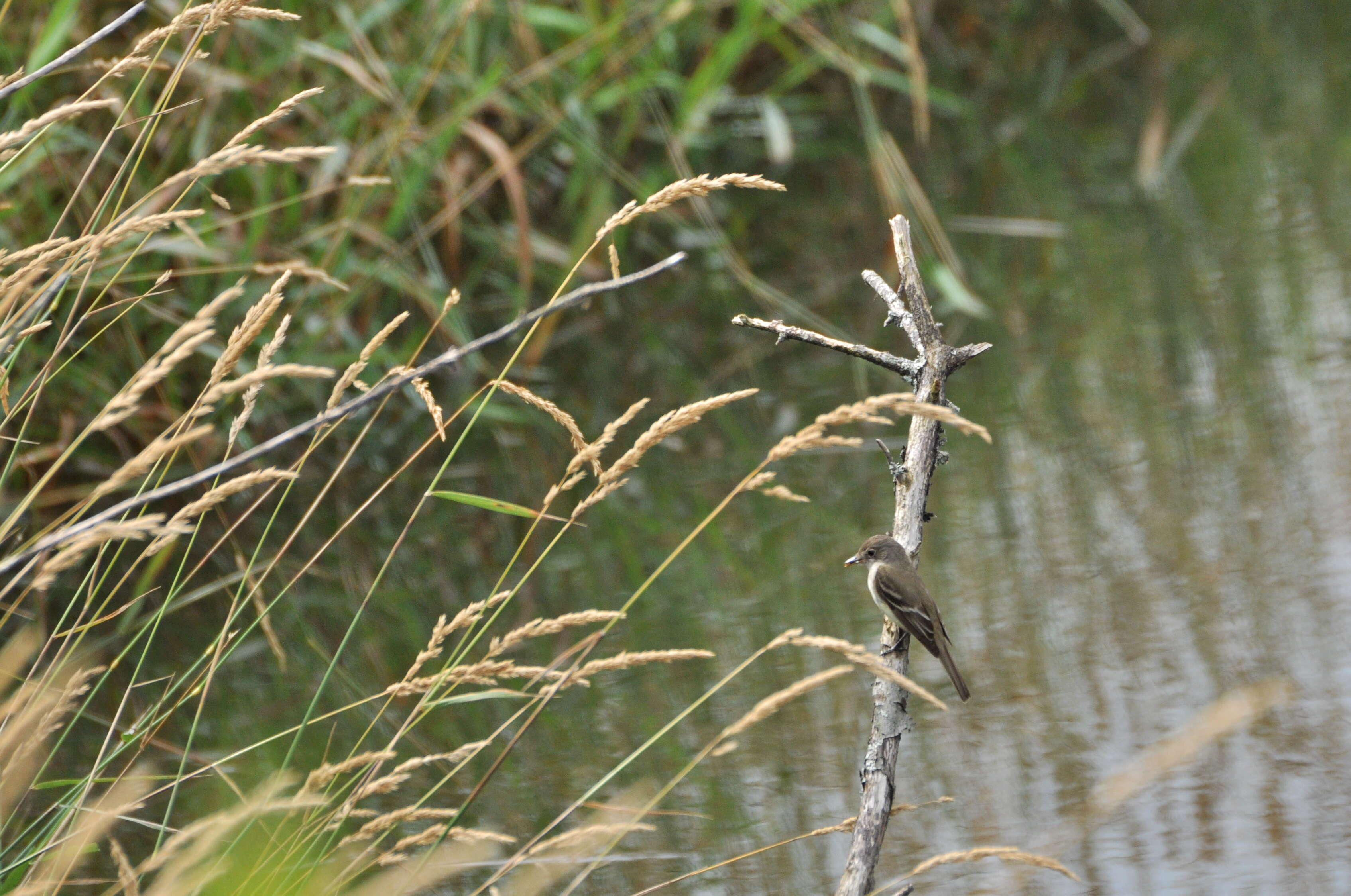 Image of Empidonax Cabanis 1855