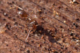 Image of Argentine Ant