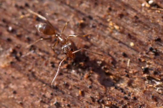 Image of Argentine Ant