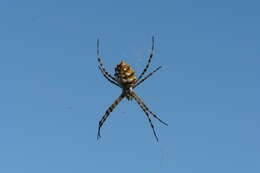 Image of Argiope