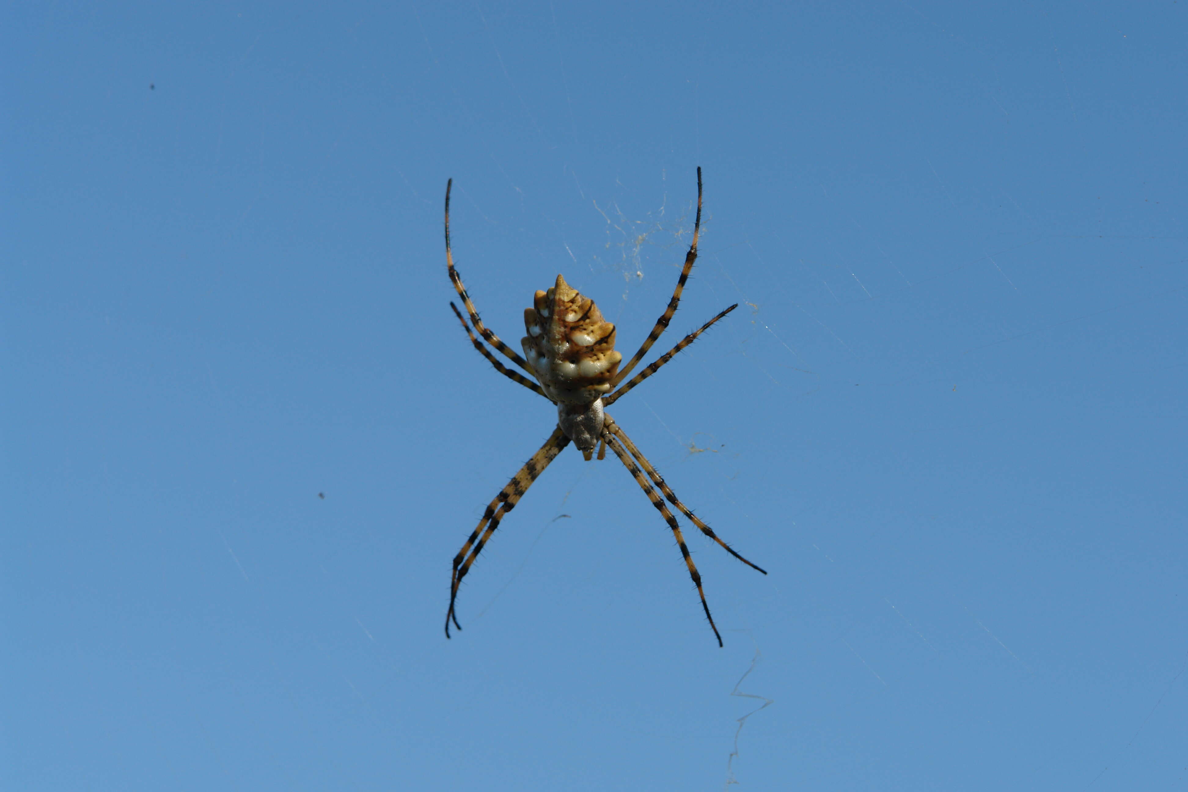 Image of Argiope