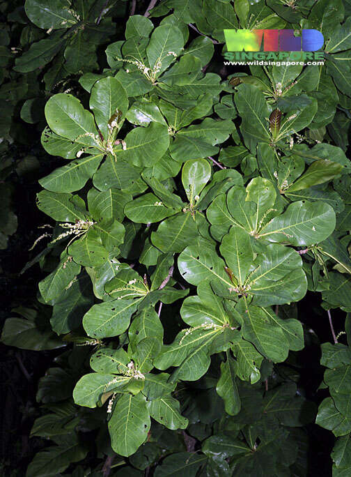 Image of tropical almond