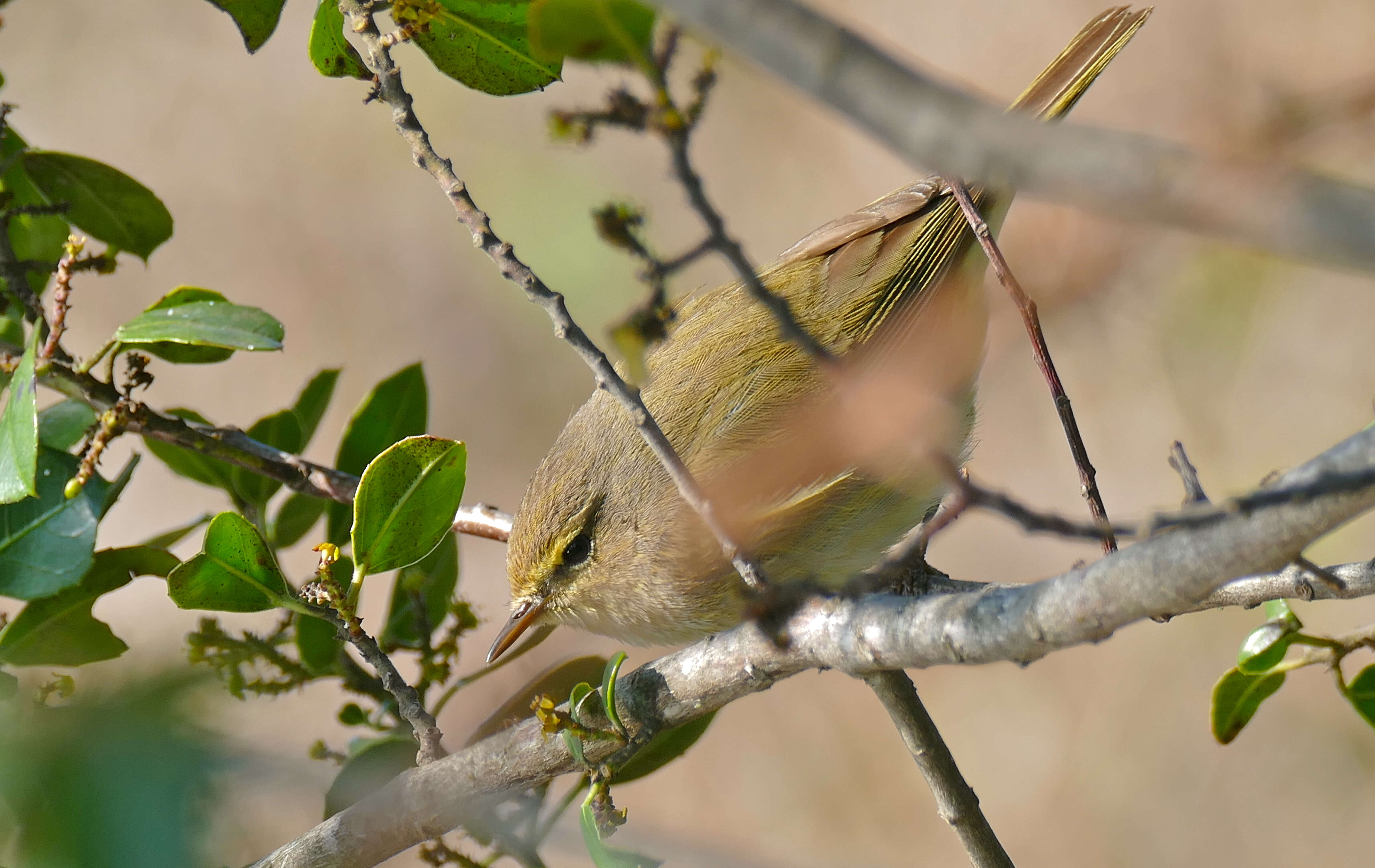 Image of Phylloscopidae