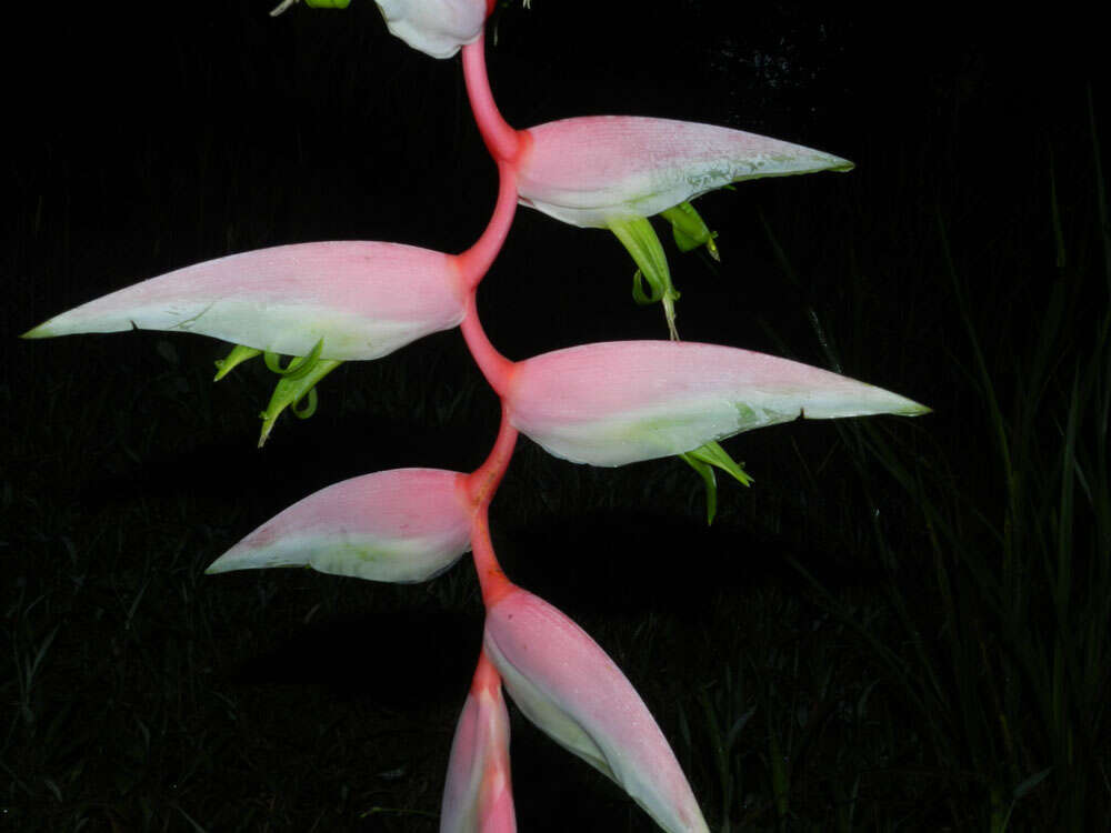 Image of Heliconia chartacea Lane ex Barreiros