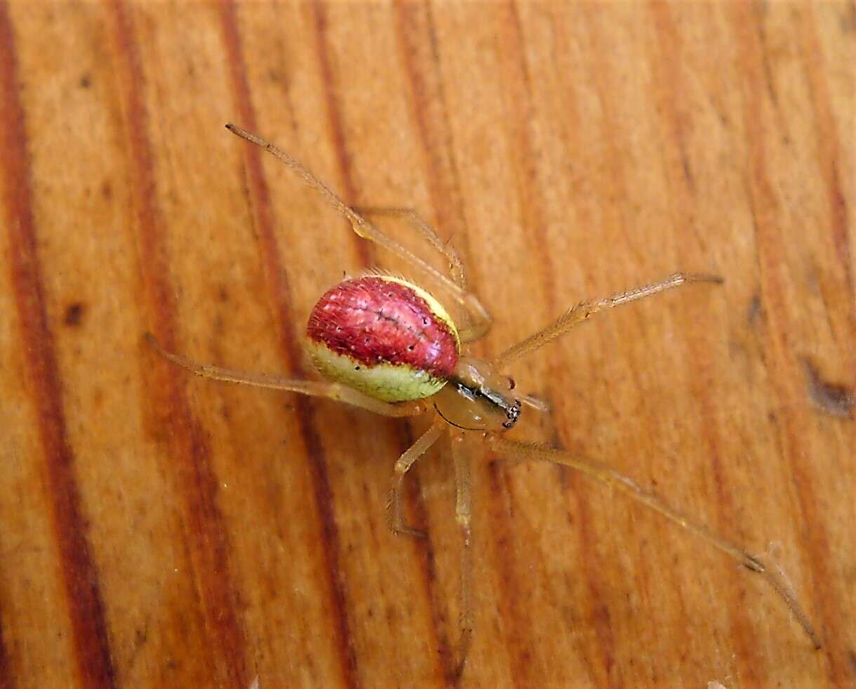 Image of Enoplognatha ovata (Clerck 1757)