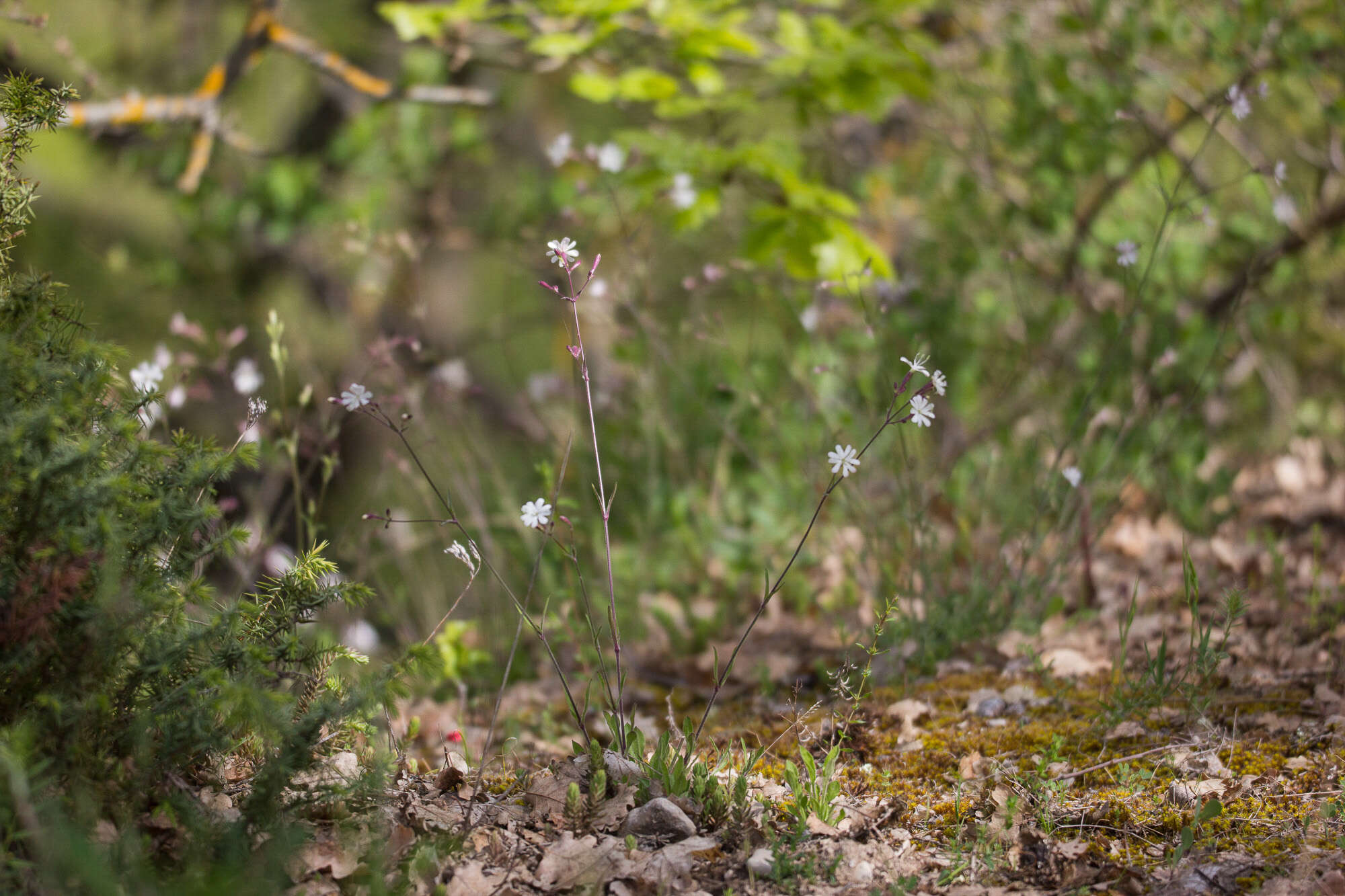 Image of Italian catchfly