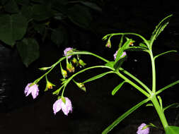 Image of Ceylon spinach