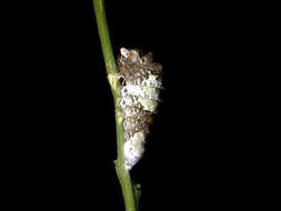 Image of Papilio