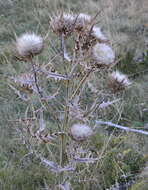 Image of woolly thistle