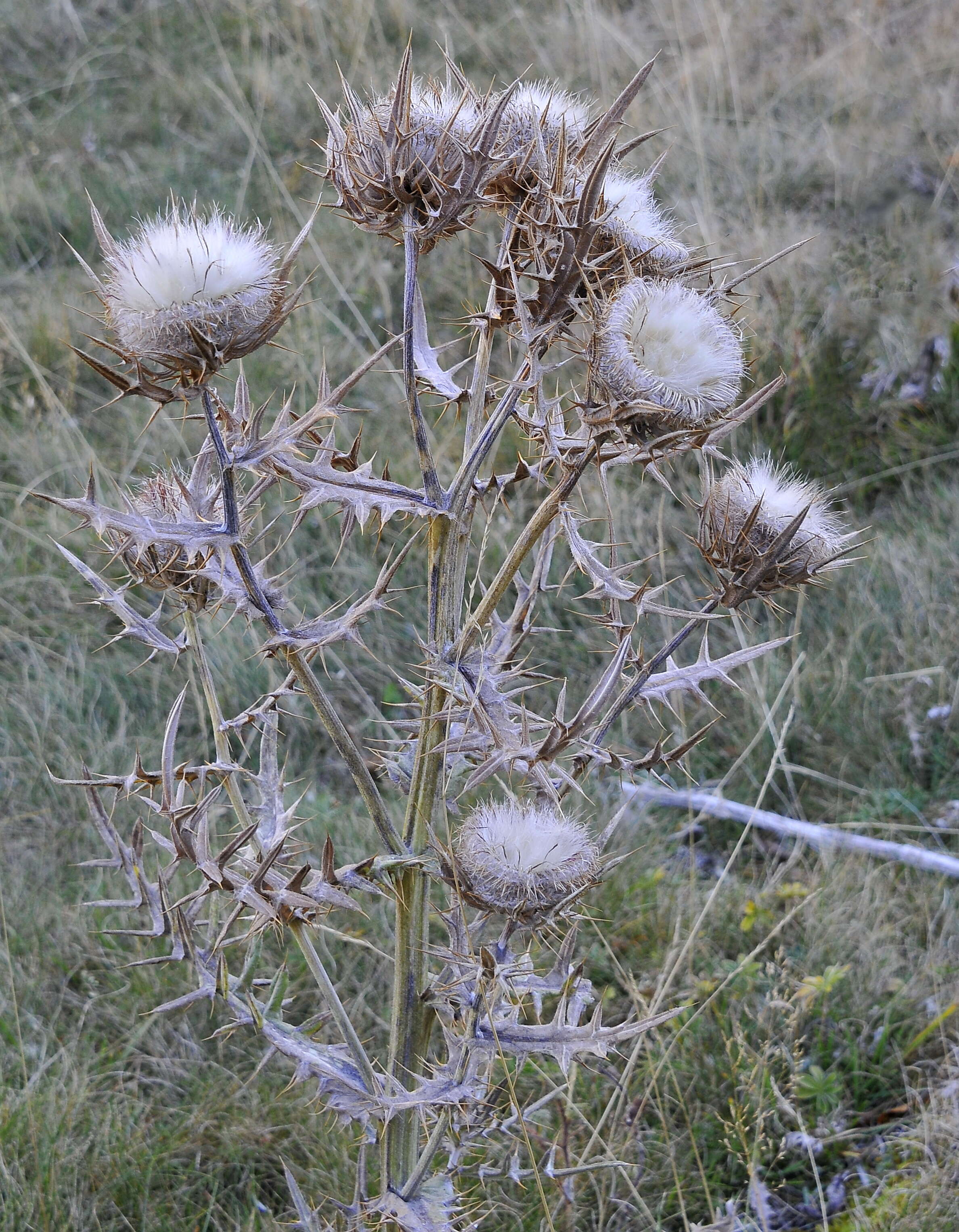 Image of woolly thistle