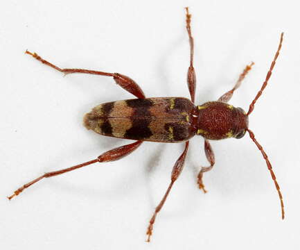 Image of Rustic Borer