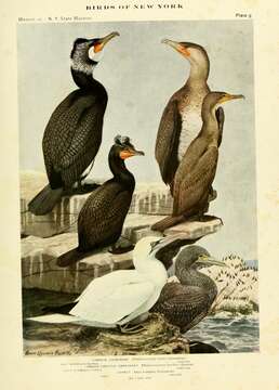 Image of Phalacrocorax Brisson 1760