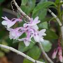 Image of Dendrobium intricatum Gagnep.