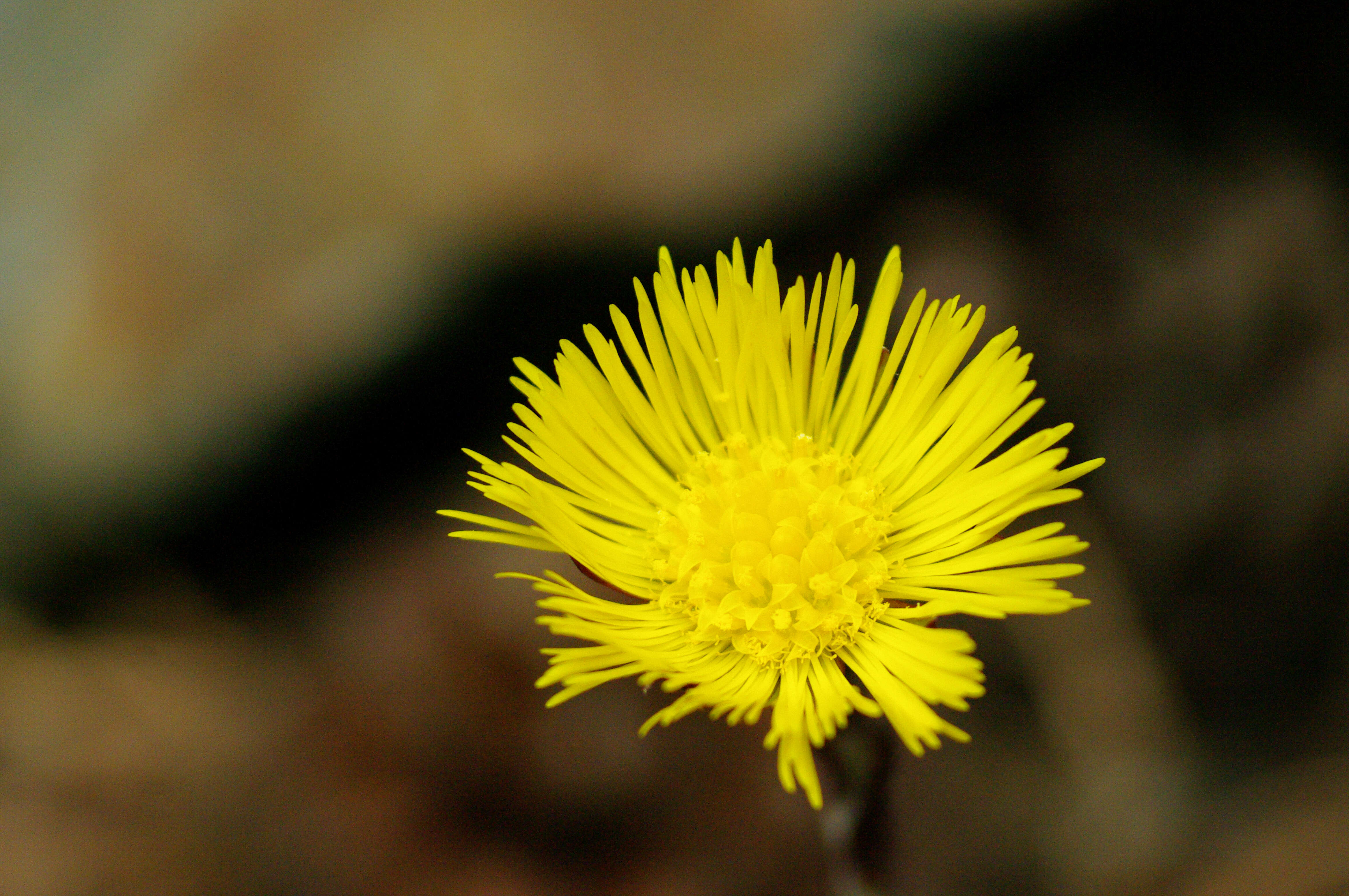 Image of coltsfoot