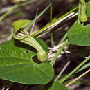 Plancia ëd Aristolochia longa