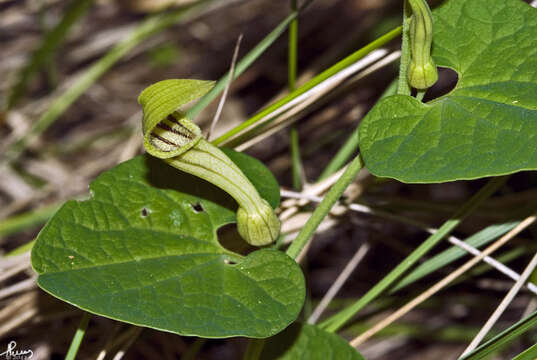 Plancia ëd Aristolochia longa