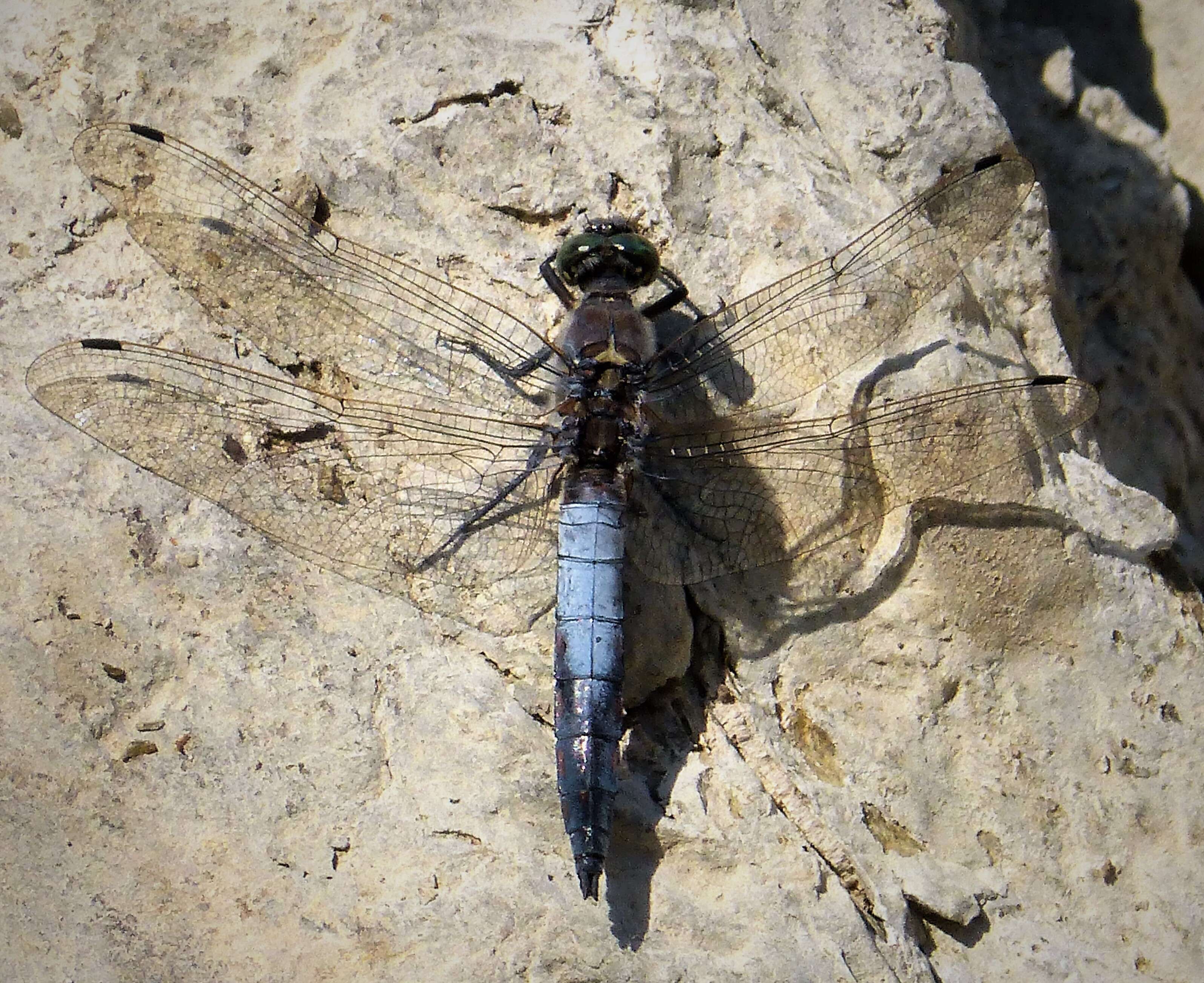 Image of Skimmers (Dragonflies)