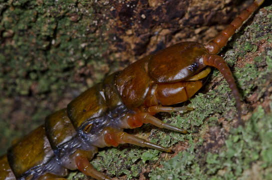 Imagem de Scolopendra subspinipes Leach 1816