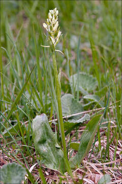 Image of Platanthera bifolia subsp. bifolia