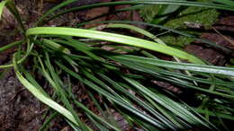 Image of Shoelace fern