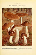 Image of Hygrophorus olivaceoalbus (Fr.) Fr. 1838