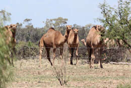 Image of camels and relatives