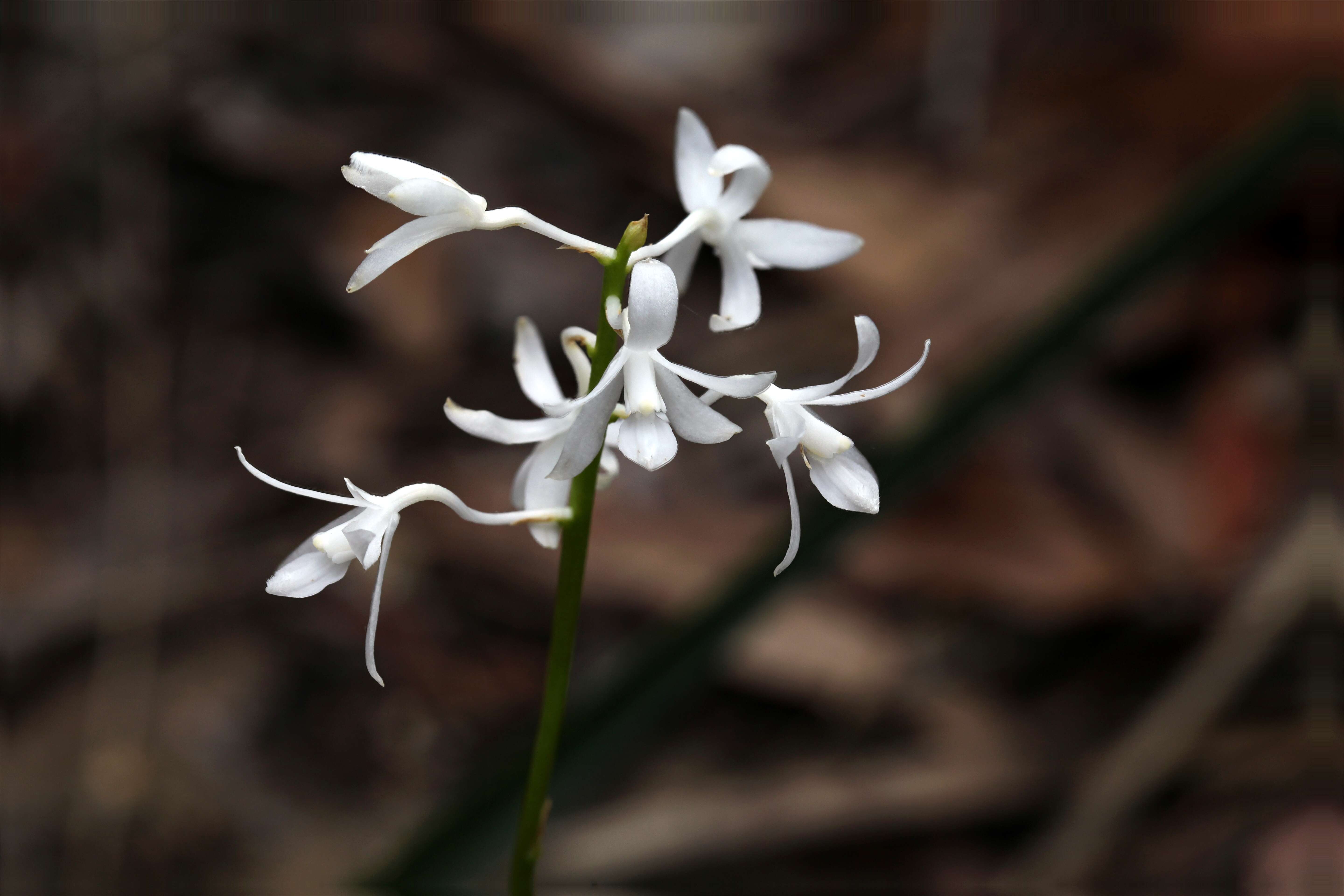 Image of hyacinth orchids