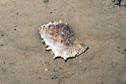 Image of frog shells