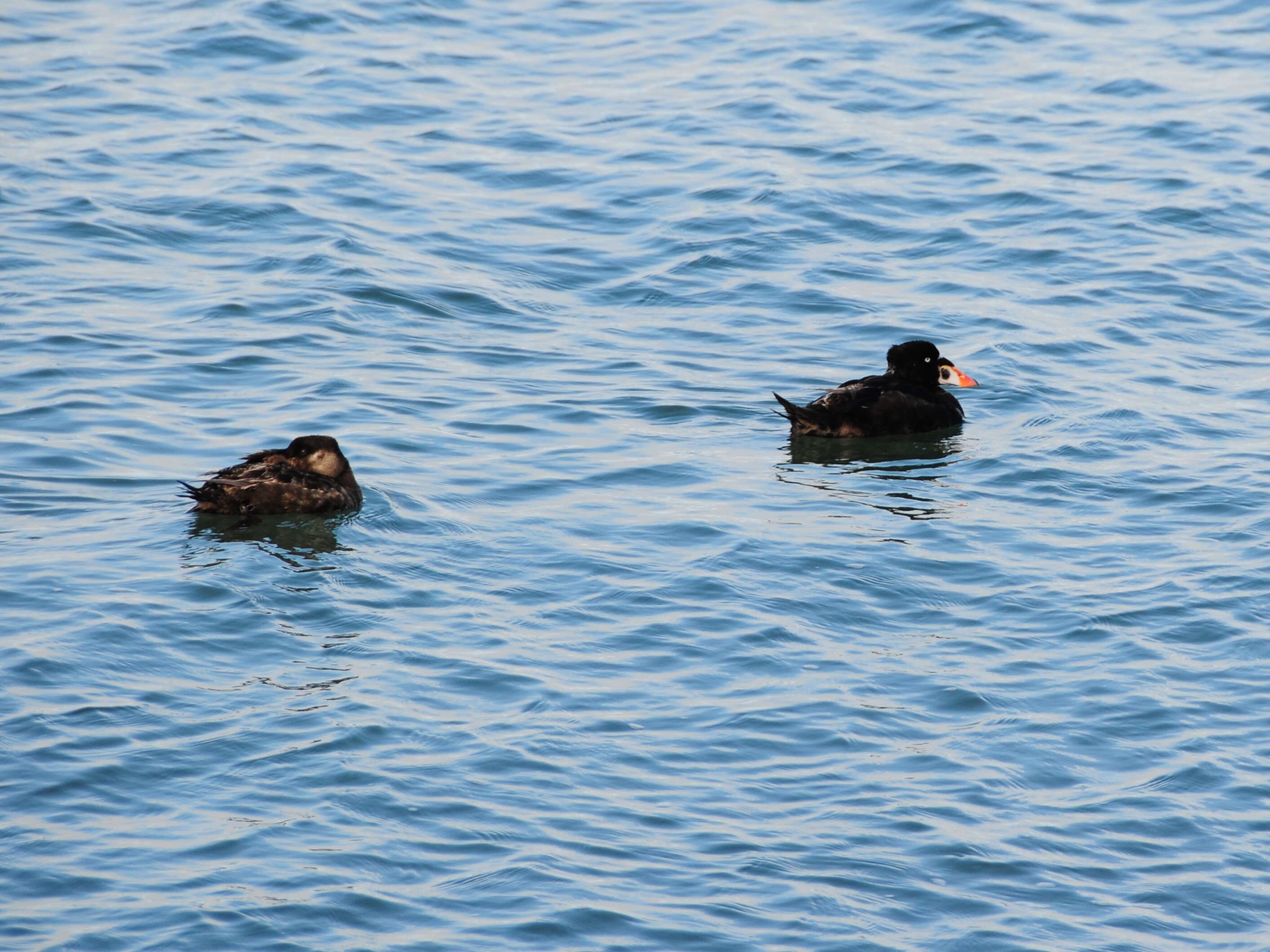 Image of scoter