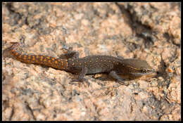 Image of Saurodactylus Fitzinger 1843