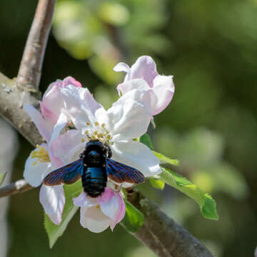 Imagem de Xylocopa violacea (Linnaeus 1758)