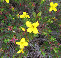 Image of Melastomataceae