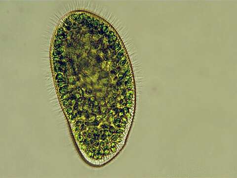 Image de Paramecium bursaria