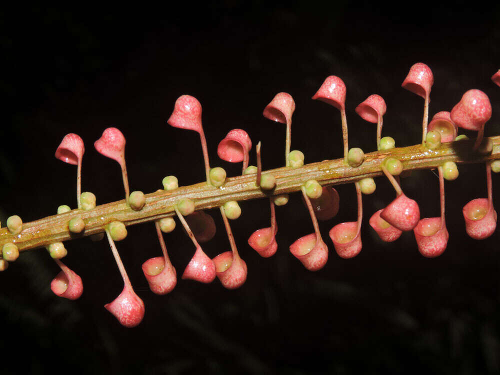 Image of Sarcopera sessiliflora (Triana & Planch.) H. G. Bedell