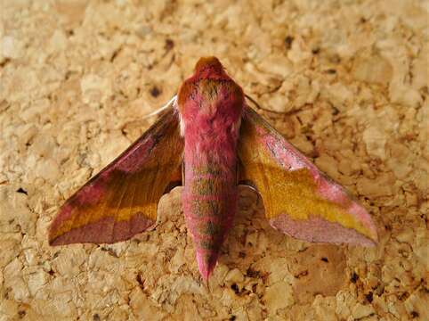 Image of small elephant hawk-moth