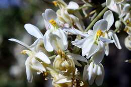 Image of horseradish tree family