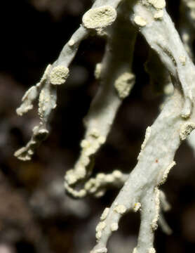 Imagem de Ramalina farinacea (L.) Ach.